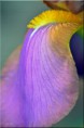 /album/fleurs-dun-jardin-2015/dsc-5228-copie-jpg/